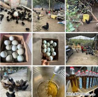 油茶园从小鸡仔开始养起的纯土鸡、土鸡蛋可以预定啦！还有前几天刚榨的纯山茶油哦 - 安阳28生活网 ay.28life.com