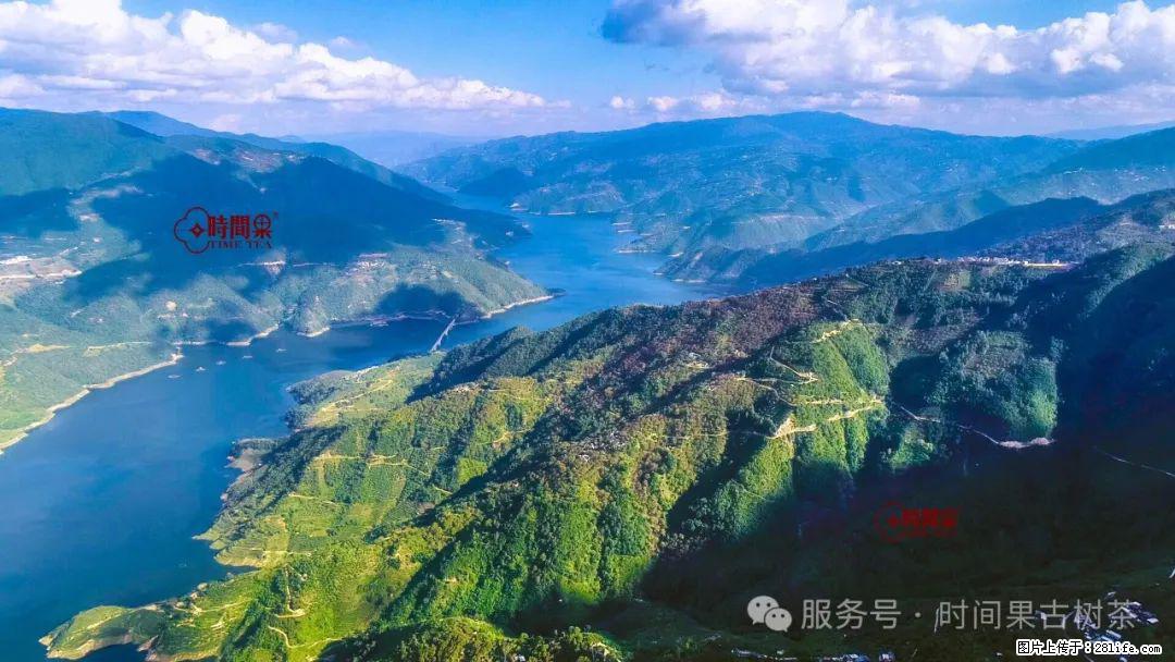 时间果百年古树龙珠普洱生茶 - 购物交流 - 安阳生活社区 - 安阳28生活网 ay.28life.com