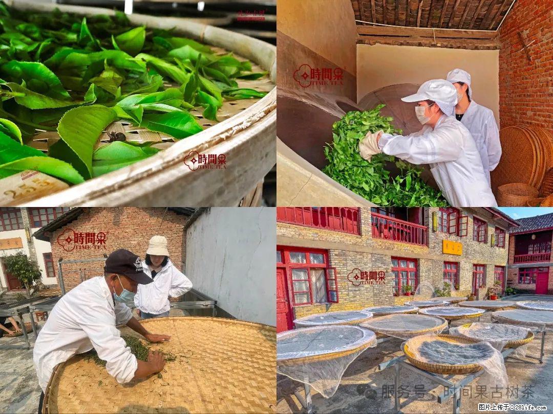 时间果百年古树龙珠普洱生茶 - 购物交流 - 安阳生活社区 - 安阳28生活网 ay.28life.com