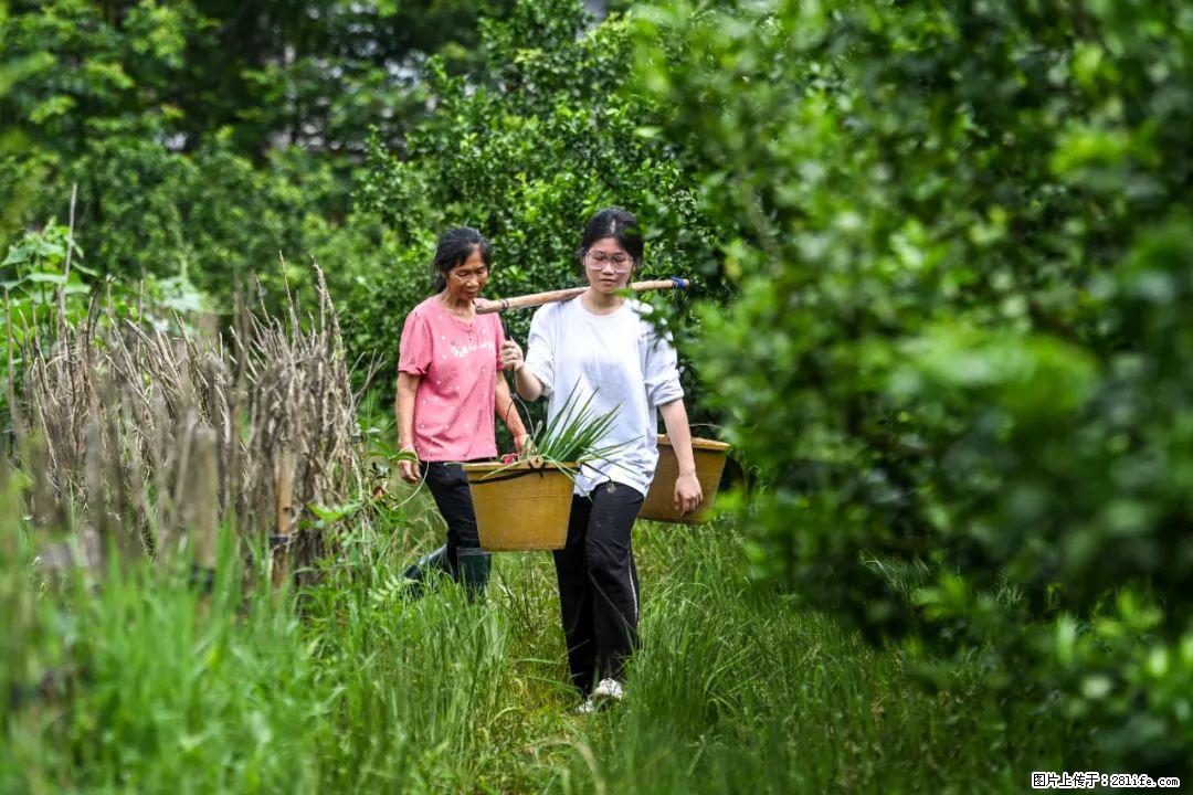 全网追的“扁担女孩”,找了一份暑假工,时薪12元 - 安阳生活资讯 - 安阳28生活网 ay.28life.com