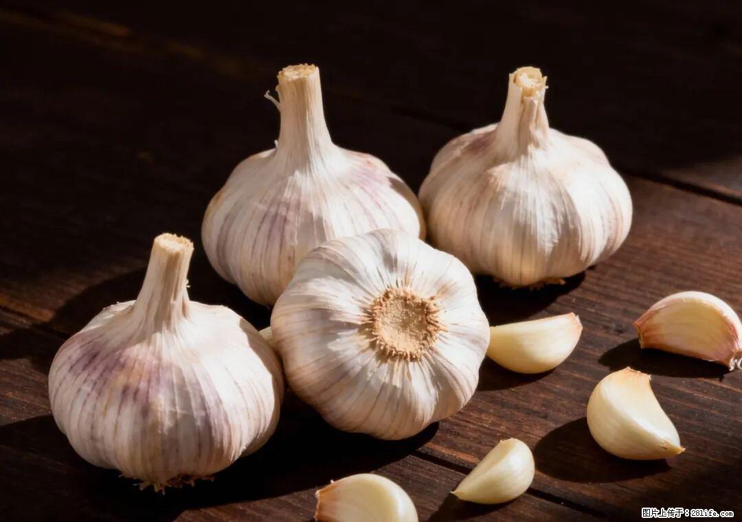 关于大蒜，除了“天然抗生素”，这4个谣言更该警惕! - 安阳生活资讯 - 安阳28生活网 ay.28life.com