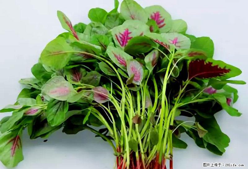 这些蔬菜是“天然钙片”，这6种被医生重点推荐 - 安阳生活资讯 - 安阳28生活网 ay.28life.com