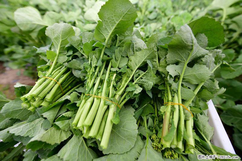 这些蔬菜是“天然钙片”，这6种被医生重点推荐 - 安阳生活资讯 - 安阳28生活网 ay.28life.com
